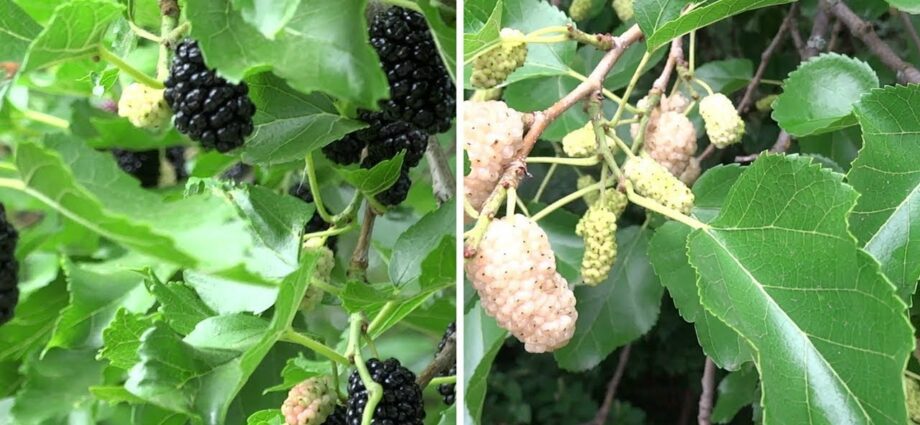 Mulberry: beneficial properties. Video