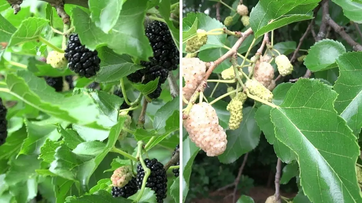 Mulberry: beneficial properties. Video