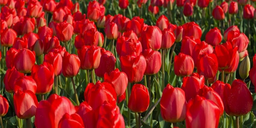 Multiflorous tulip: varieties