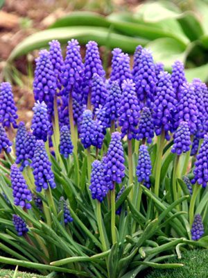 Muscari flowers