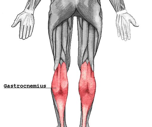 Muscle gastrocnémien