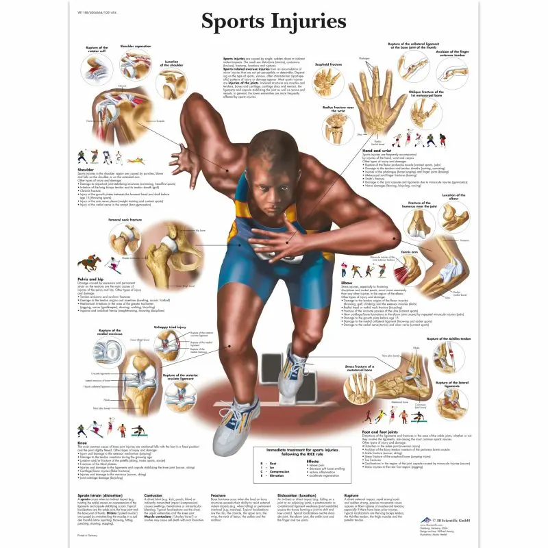 Muscle injuries (sports)