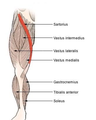 Muscle sartorius