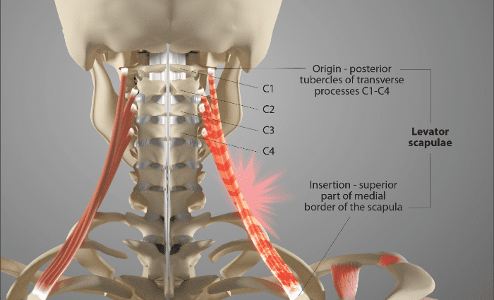Mišićno-koštani poremećaji vrata – mišljenje našeg liječnika