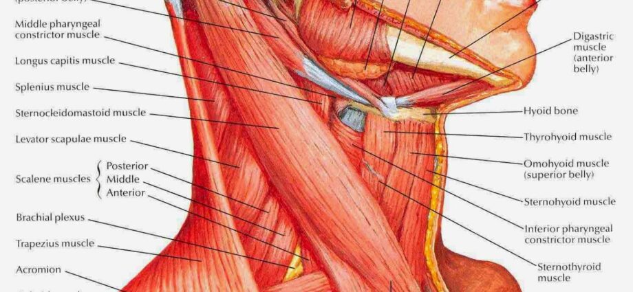 Disturbi muscoloscheletrici del collo - Siti di interesse