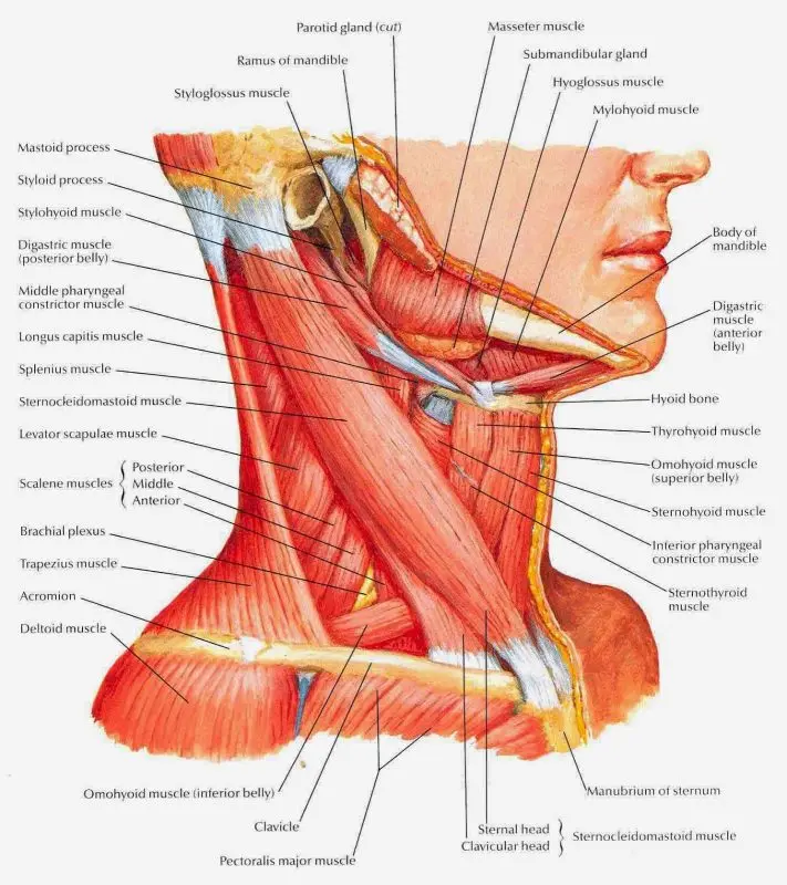 Musculoskeletal Neck Disorders &#8211; Sites of Interest