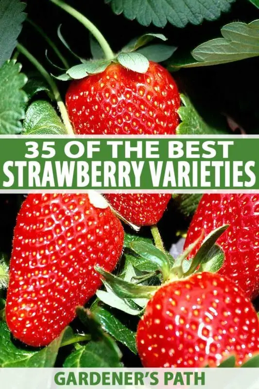 Mustacheless strawberries: the best varieties, planting and care