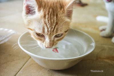 My cat drinks a lot: should I be concerned?