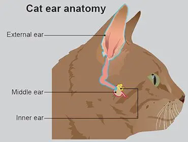 My cat has an ear infection, how can I treat it?