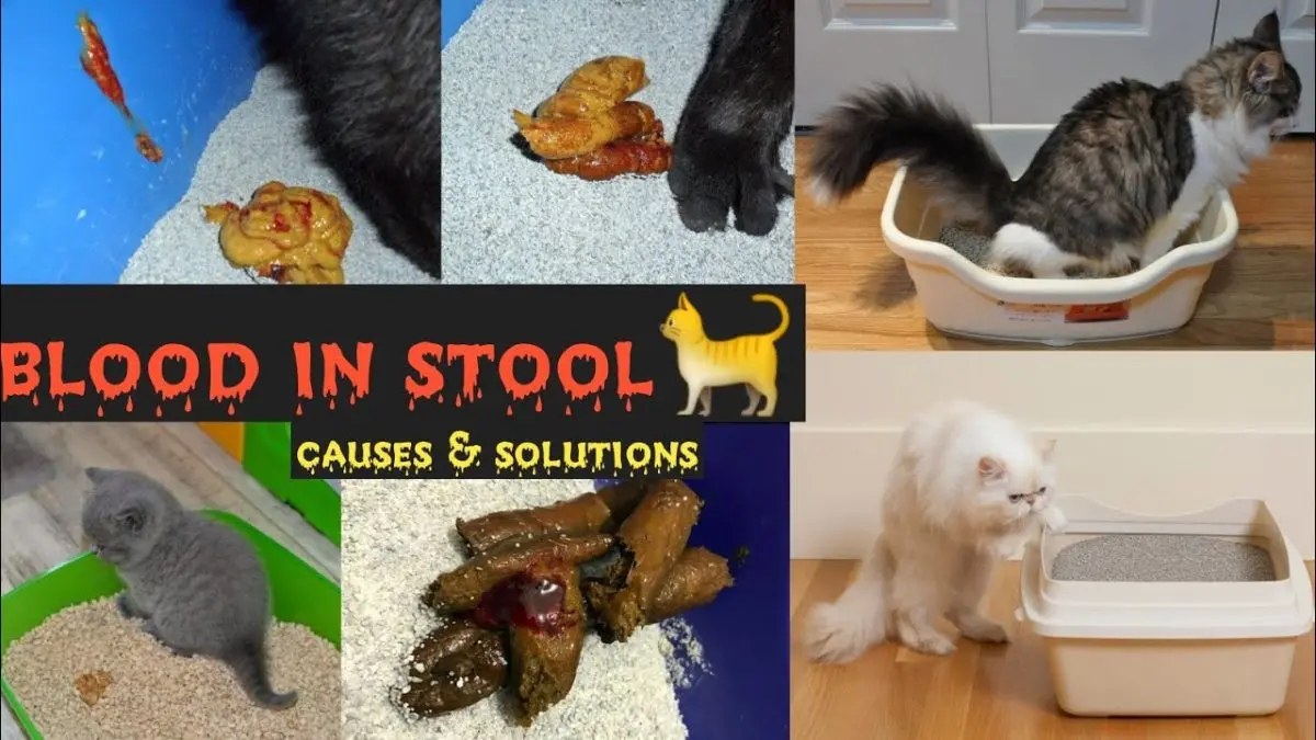 My cat has blood in the stool, what should I do?