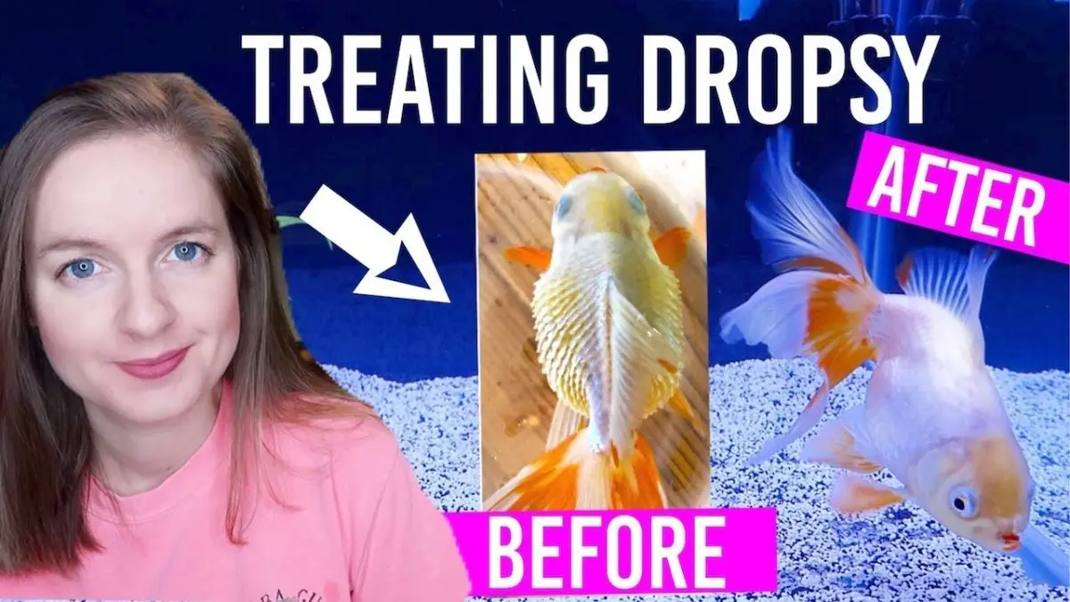 My fish has dropsy, what should I do?