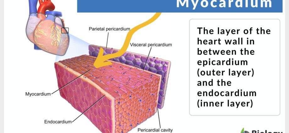 Myocardium