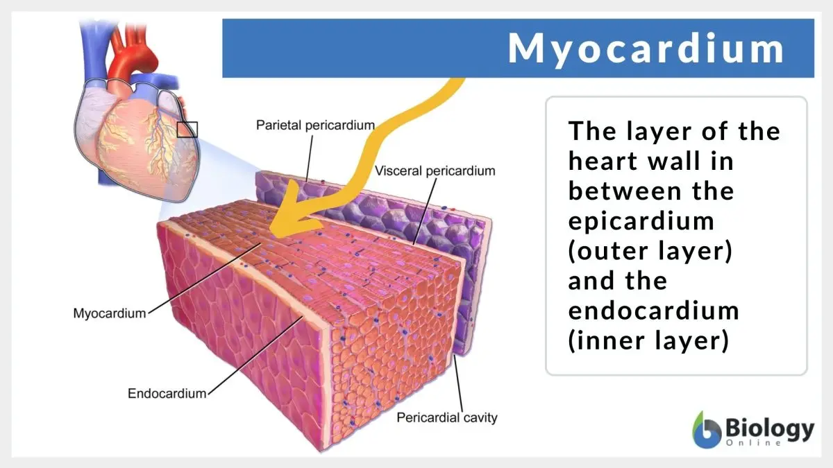 Myocardium