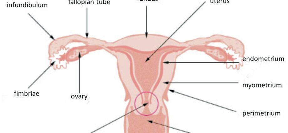 Myometrium: all you need to know about the uterine muscle