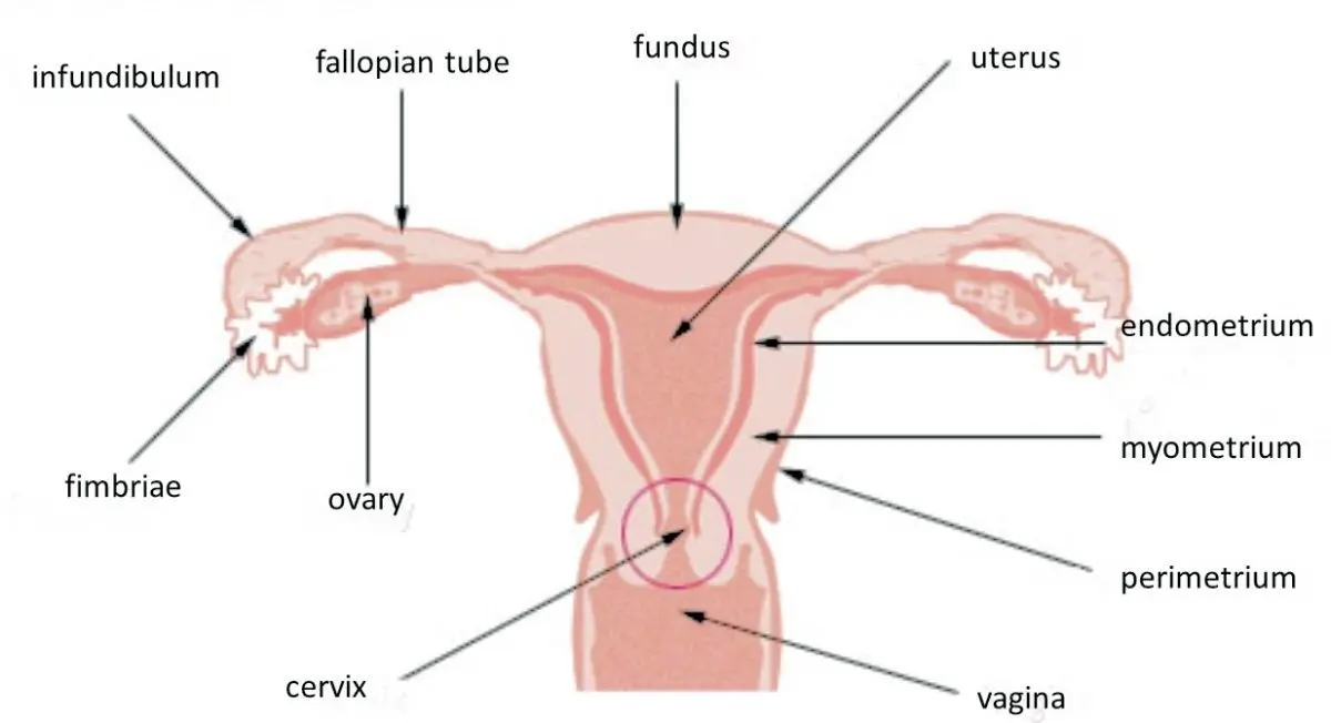 Myometrium: all you need to know about the uterine muscle