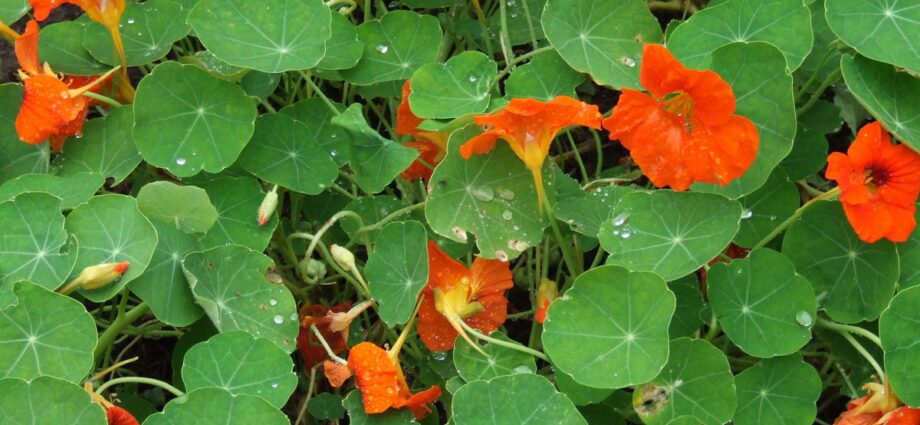 Nasturtium: beneficial properties and uses. Video