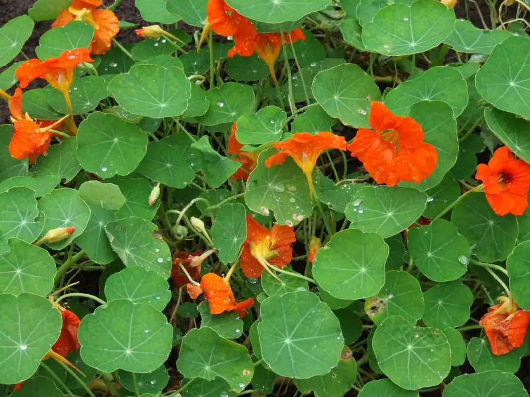 Nasturtium: beneficial properties and uses. Video