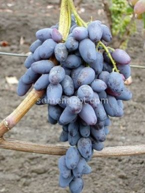 Negrul Memory Grape: Variety