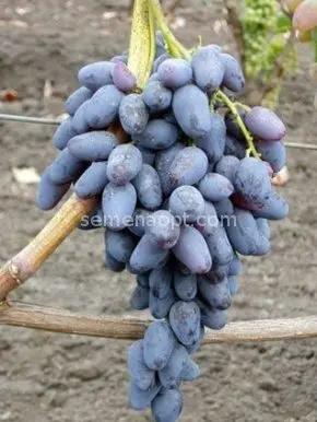 Negrul Memory Grape: Variety