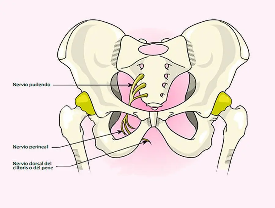 Nerf pudendal