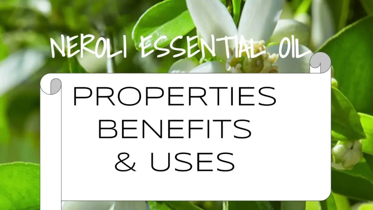 Neroli oil: properties. Video