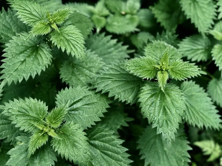 Nettle, Nettle properties, Nettle application, Nettle for hair, Nettle infusion, Nettle contraindications