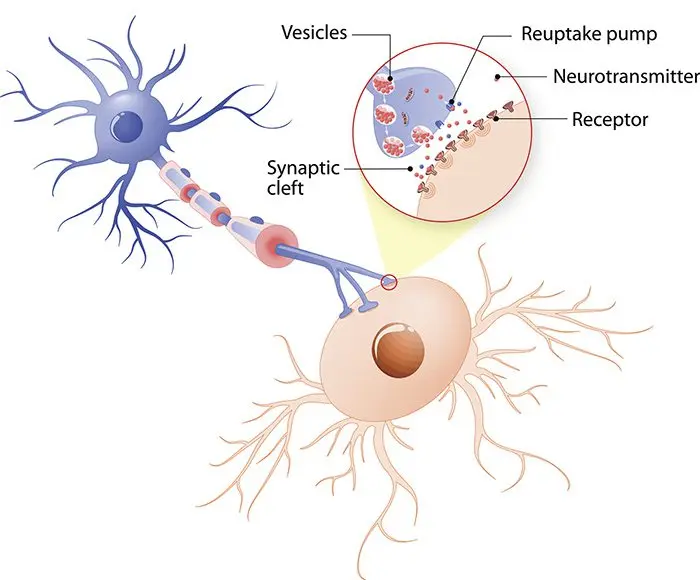 Neurotransmitter: definition, role and function