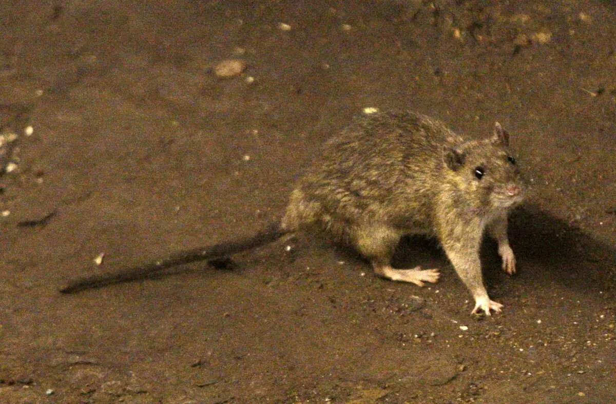 New attack: first death from hantavirus recorded in China