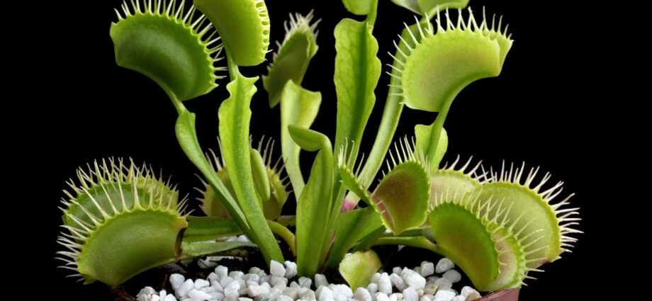 New trend &#8211; carnivorous plants