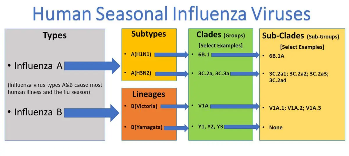 New types of flu