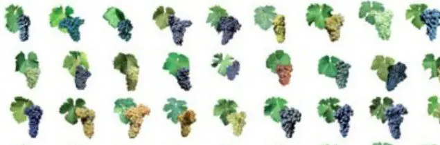 Non-covering grape varieties