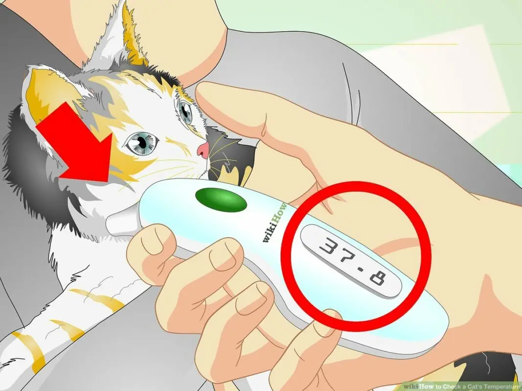 Normal temperature in a kitten