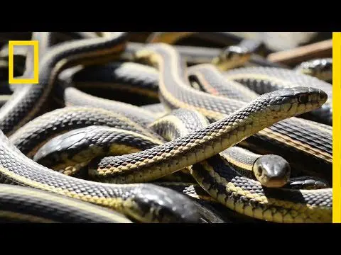 Not for the faint of heart: the baby sleeps in a ball of live snakes