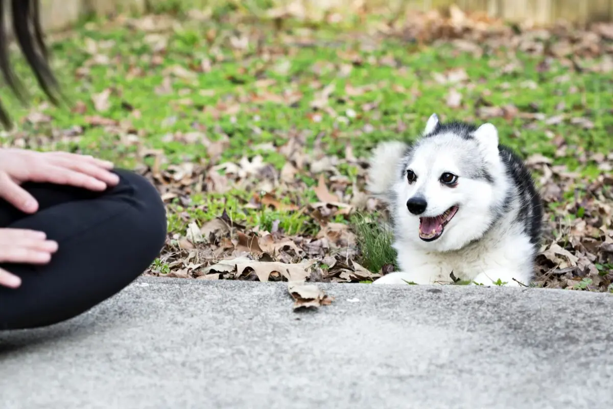 Not ripe? A puppy with green hair was born in Italy