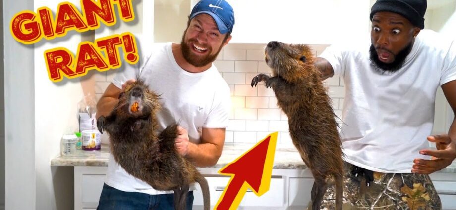 Nutria meat: how to cook? Video