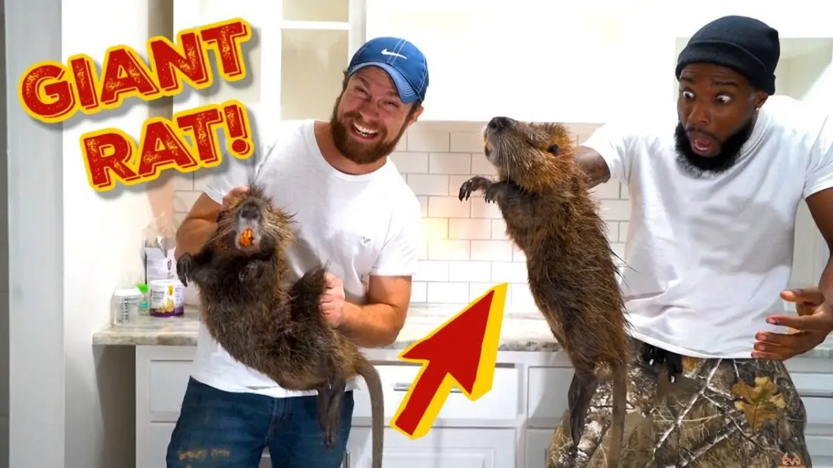 Nutria meat: how to cook? Video