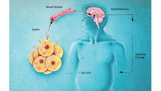 Obesity in our minds