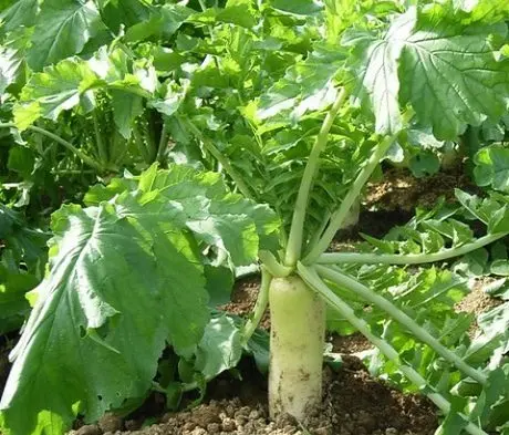 Oil radish: how to sow