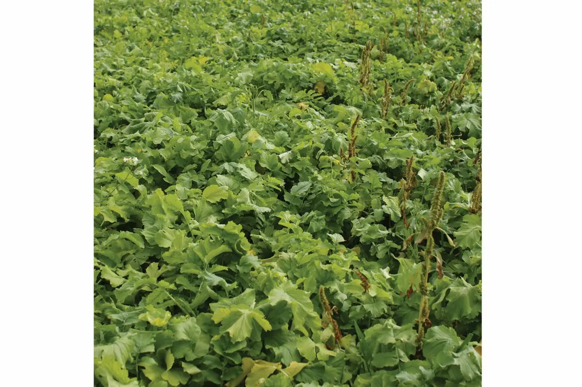 Oilseed radish