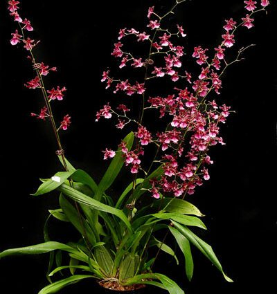 Oncidium: care and photos