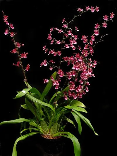 Oncidium: care and photos