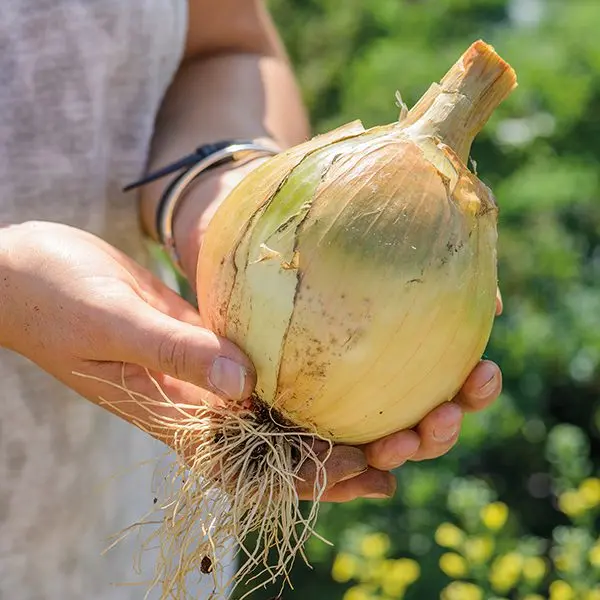 Onion &#8220;Exibition&#8221;: growing, planting onions