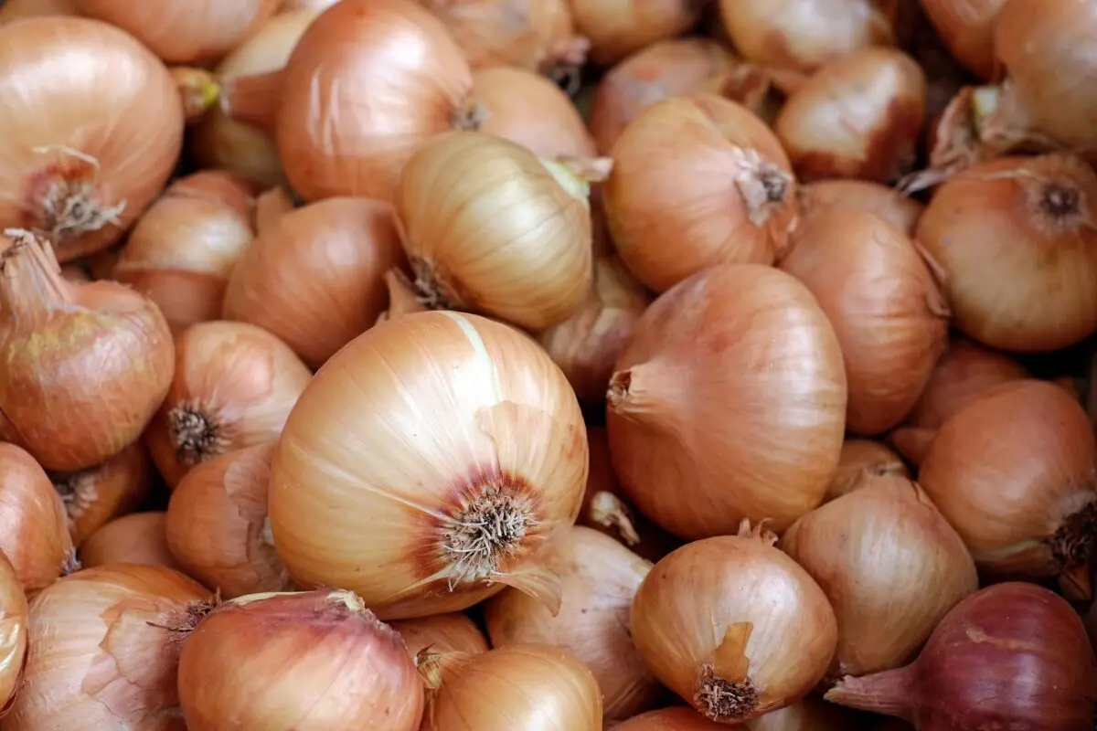 Onions Stuttgarter: planting, growing onions