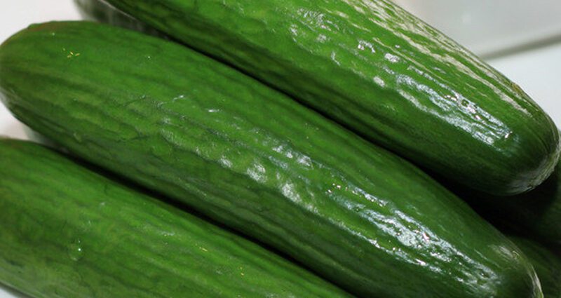 Open field cucumber hybrid