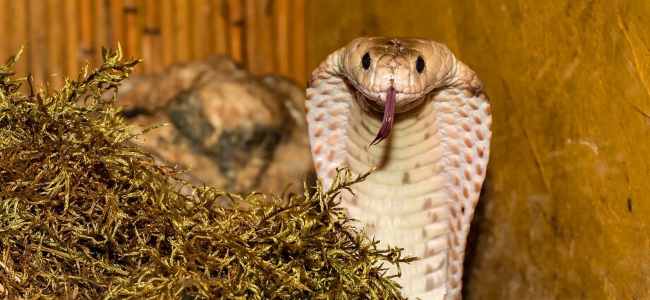Ofiofobia: wszystko, co musisz wiedzieć o fobii węży