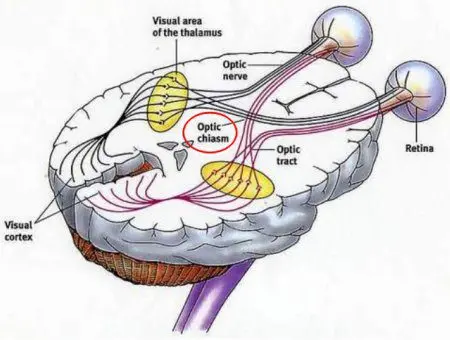 Optic chiasma