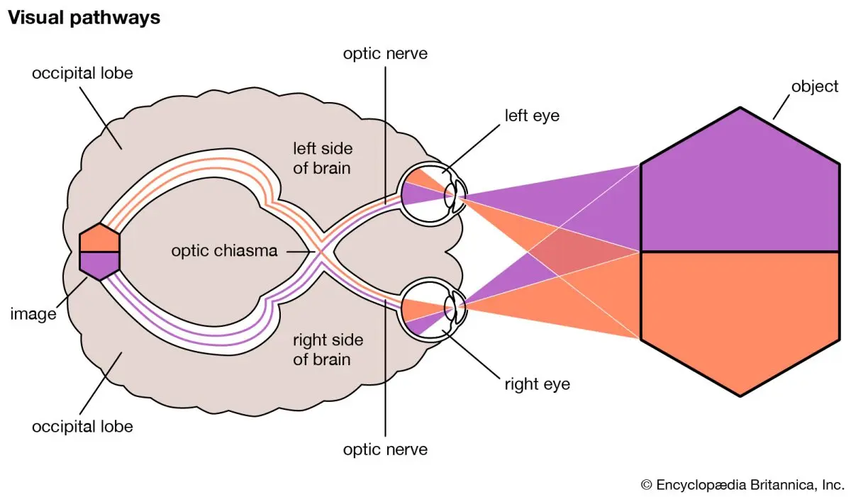 Optic nerve