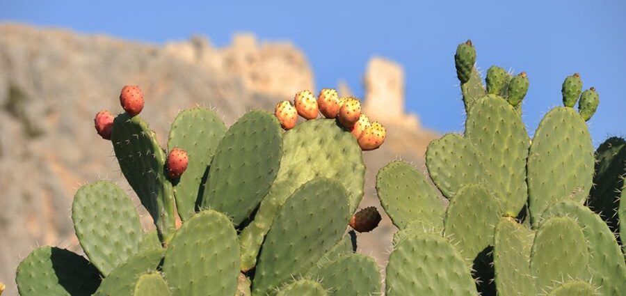 Opuntia cactus: photo, care