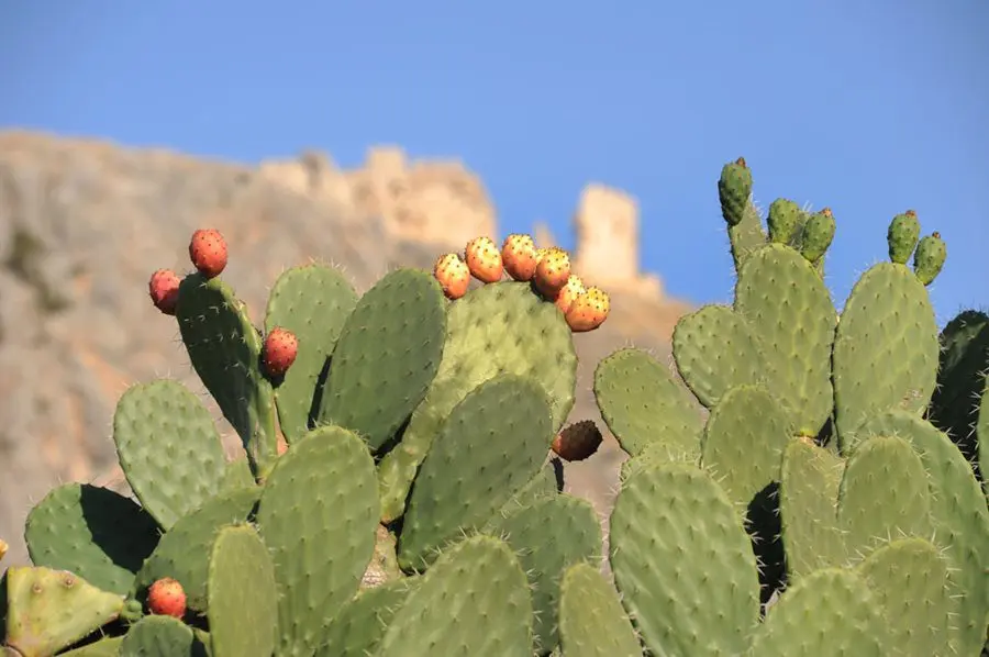 Opuntia cactus: photo, care