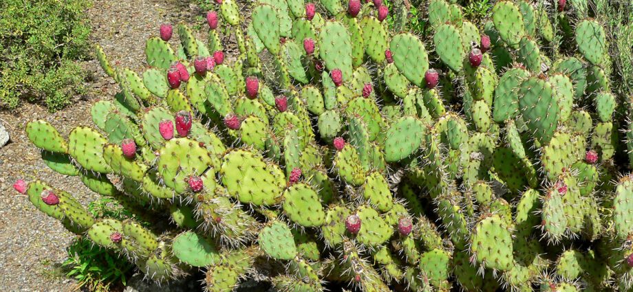 Opuntia: useful and medicinal properties of the prickly pear cactus. Video